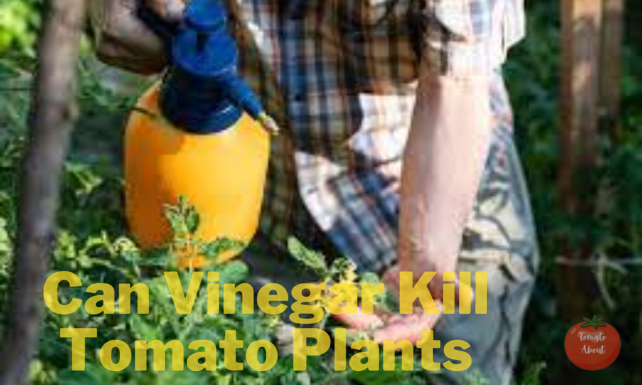 Can Vinegar Kill Tomato Plants?