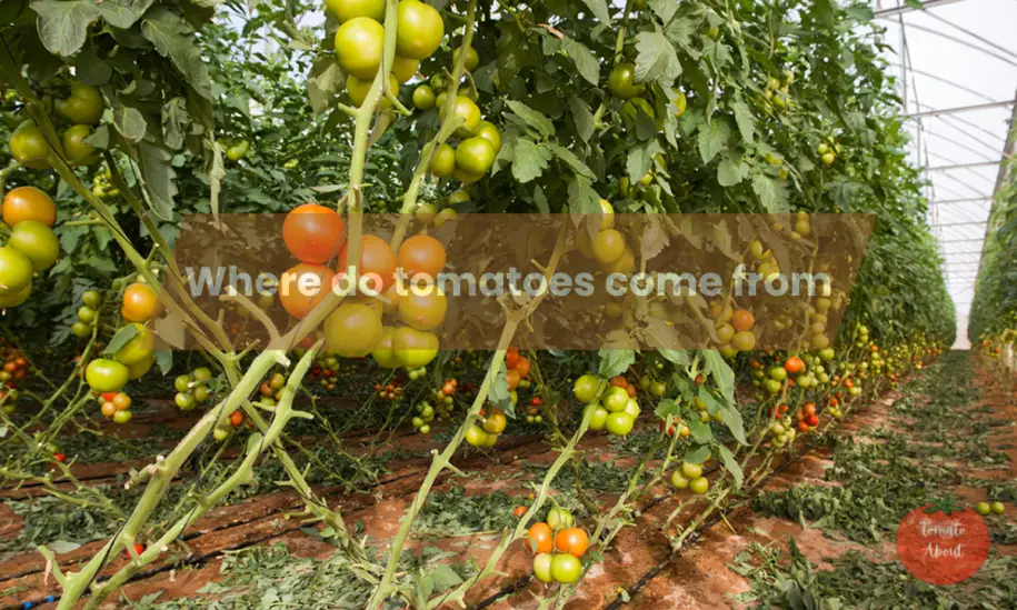 Where do tomatoes come from?