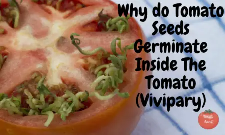 Why do Tomato Seeds Germinate Inside The Tomato (Vivipary), Is it Normal?