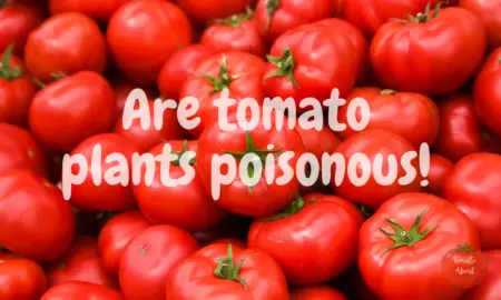 Are tomato plants poisonous?