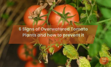6 Signs of Overwatered Tomato Plants and how to prevent it
