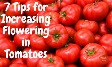 7 Tips for Increasing Flowering in Tomatoes