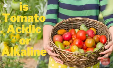 Are Tomatoes Acidic or Alkaline? A Detailed Look at Tomato pH