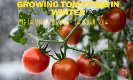 Growing Tomatoes in Winter: The Ultimate Guide