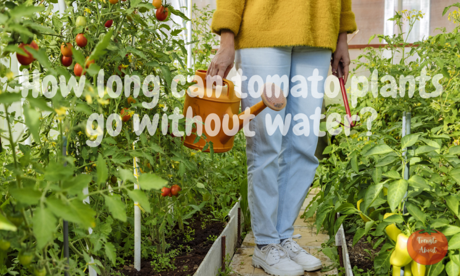 How long can tomato plants go without water?
