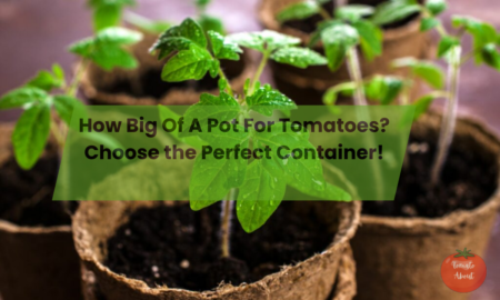 How Big Of A Pot For Tomatoes? Choose the Perfect Container!