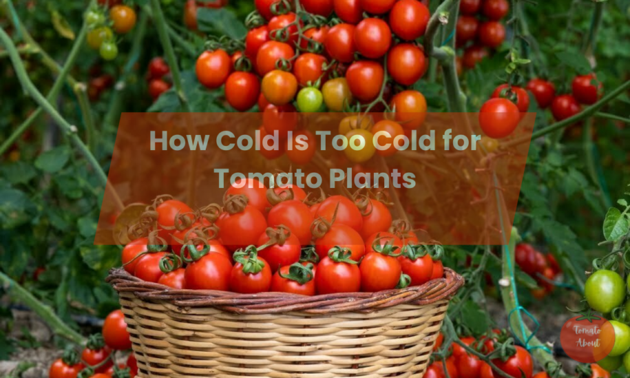 How Cold Is Too Cold for Tomato Plants?