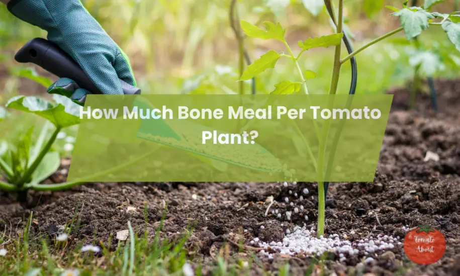 How Much Bone Meal Per Tomato Plant? The Complete Guide