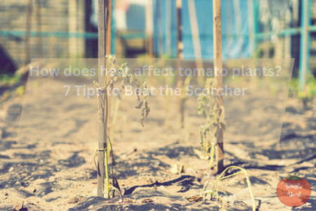How does heat affect tomato plants? 7 Tips to Beat the Scorcher
