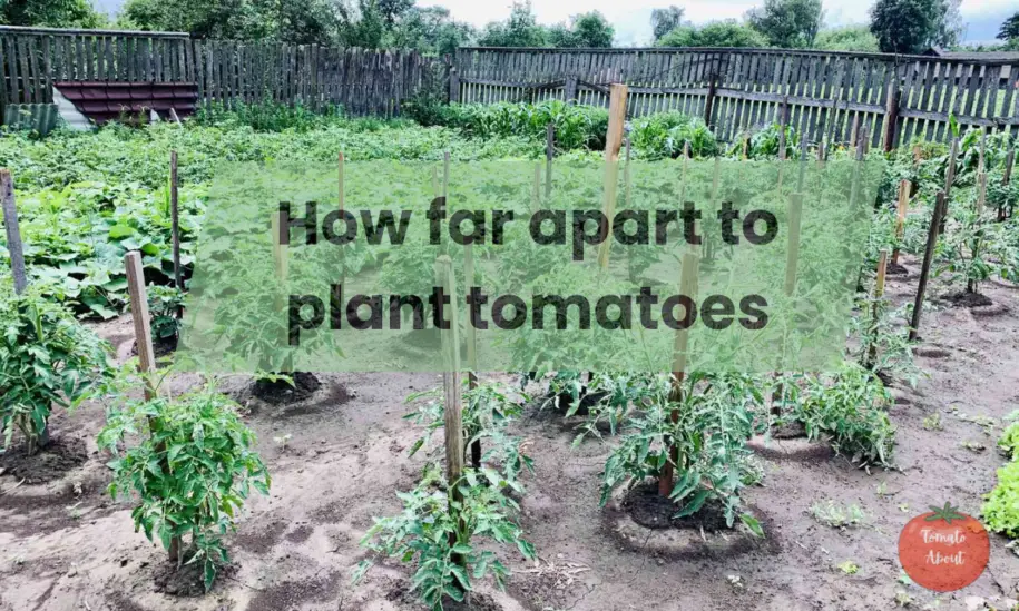 How Far Apart to Plant Tomatoes? Complete guide