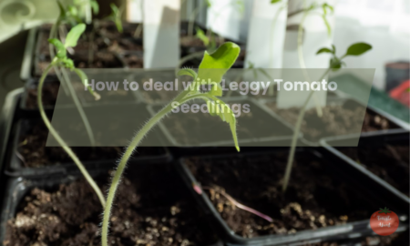 Dealing With Leggy Tomato Seedlings – A Gardener’s Guide