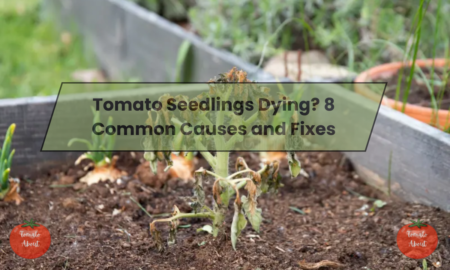 Tomato Seedlings Dying? 8 Common Causes and Fixes