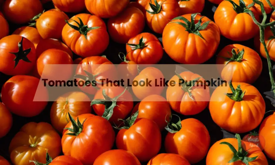 15 Amazing Tomatoes That Look Like Pumpkins