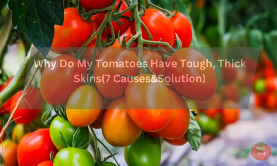 Why Do My Tomatoes Have Tough, Thick Skins(7 Causes&Solution) - Tomatoabout