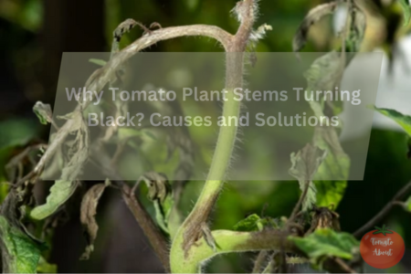 Why Tomato Plant Stems Turning Black? Causes and Solutions