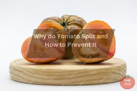 Why do Tomato Split and How to Prevent It