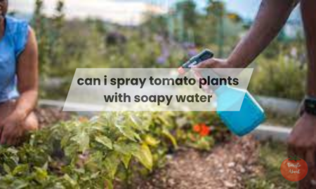 Can I Spray Tomato Plants with Soapy Water?
