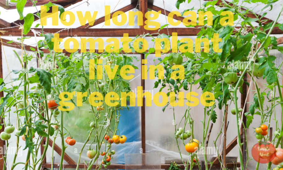 How long can a tomato plant live in a greenhouse?
