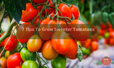 7 Tips To Grow Sweeter Tomatoes