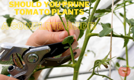Should You Prune Tomato Plants? A complete Guide!