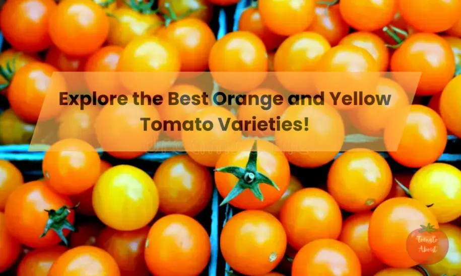 Explore the Best Orange and Yellow Tomato Varieties!