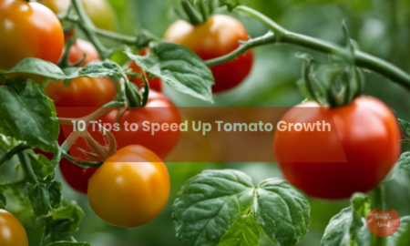 10 Tips to Speed Up Tomato Growth