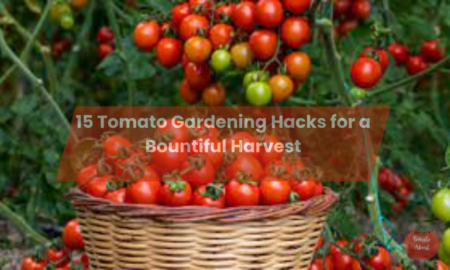 15 Tomato Gardening Hacks for a Bountiful Harvest
