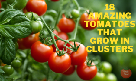 18 Amazing Tomatoes That Grow in Clusters
