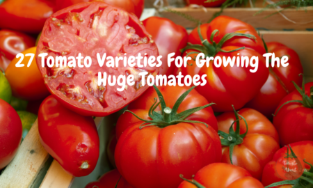 27 Tomato Varieties For Growing The Huge Tomatoes