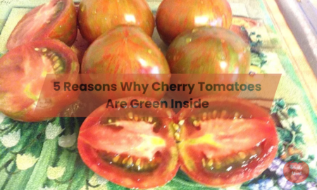 5 Reasons Why Cherry Tomatoes Are Green Inside?