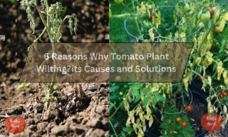 6 Reasons Why Tomato Plant Wilting?its Causes and Solutions