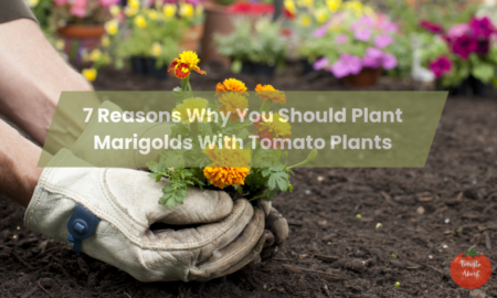 7 Reasons Why You Should Plant Marigolds With  Tomato Plants