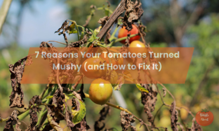 7 Reasons Your Tomatoes Turned Mushy (and How to Fix It)