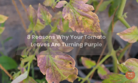 8 Reasons Why Your Tomato Leaves Are Turning Purple
