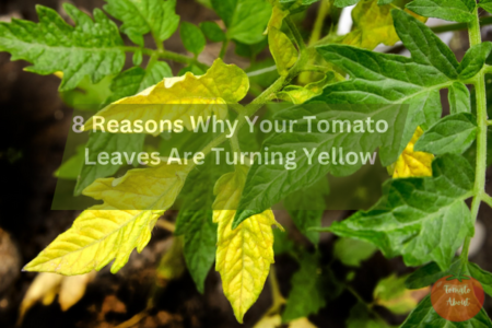 8 Reasons Why Your Tomato Leaves Are Turning Yellow?