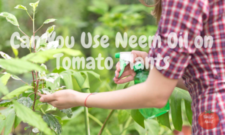Can You Use Neem Oil on Tomato Plants? The Natural Pesticide Gardener’s Guide