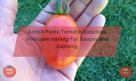 Amish Paste Tomato: Luscious Heirloom variety  for Sauces and Canning