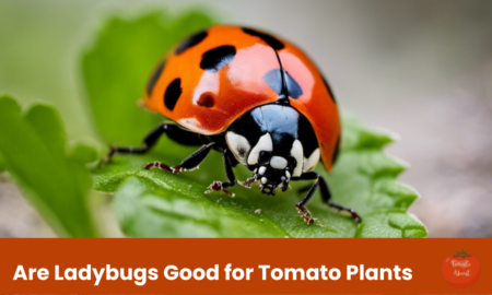 Are Ladybugs Good for Tomato Plants? A Complete Guide
