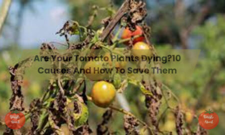 Are Your Tomato Plants Dying?10 Causes And How To Save Them