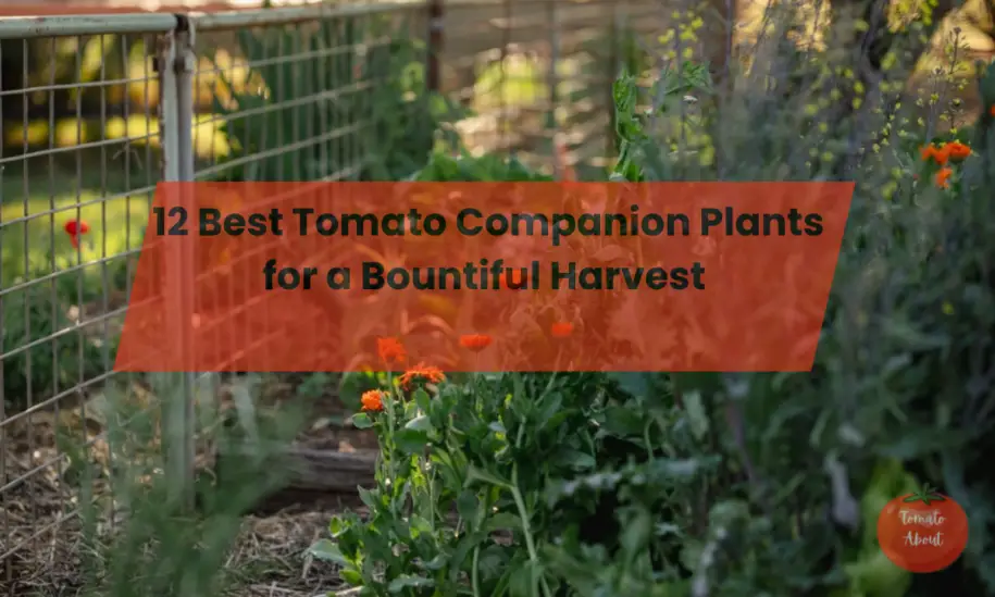 12 Best Tomato Companion Plants for a Bountiful Harvest