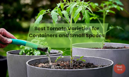 18 Best Tomato Varieties for Containers and Small Spaces