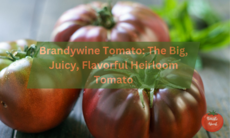 Brandywine Tomato: The Big, Juicy, Flavorful Heirloom Tomato