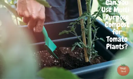 Can You Use Multi-Purpose Compost for Tomato Plants?