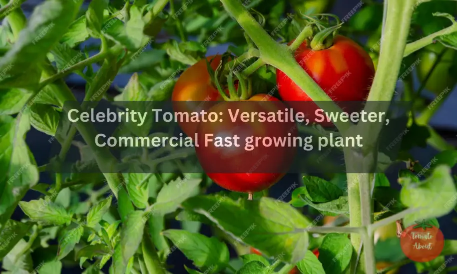 Celebrity Tomato: Versatile, Sweeter, Commercial Fast growing plant