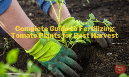 Complete Guide to Fertilizing Tomato Plants for Best Harvest