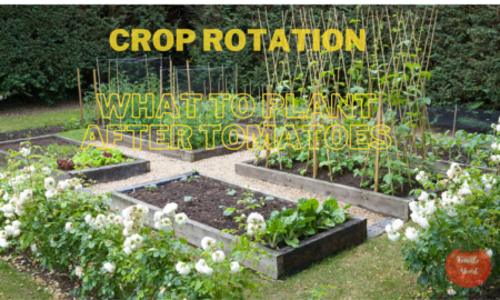 Crop Rotation: What to Plant After Tomatoes