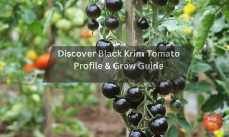 Discover Black Krim Tomato Profile & Grow Guide
