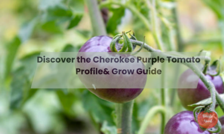 Discover the Cherokee Purple Tomato Profile& Grow Guide