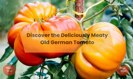 Discover the Deliciously Meaty Old German Tomato