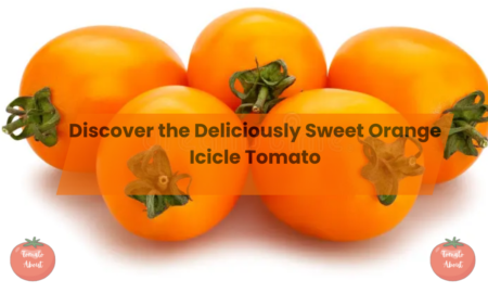 Discover the Deliciously Sweet Orange Icicle Tomato